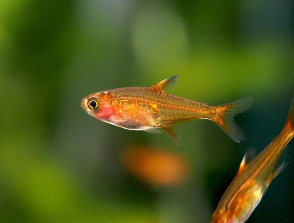 Ember Tetra