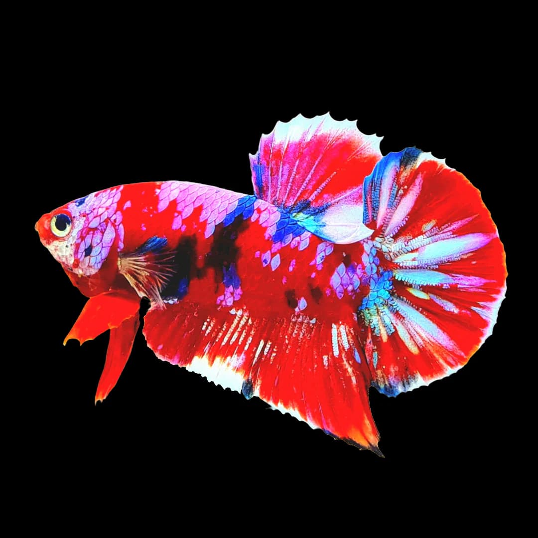 Betta