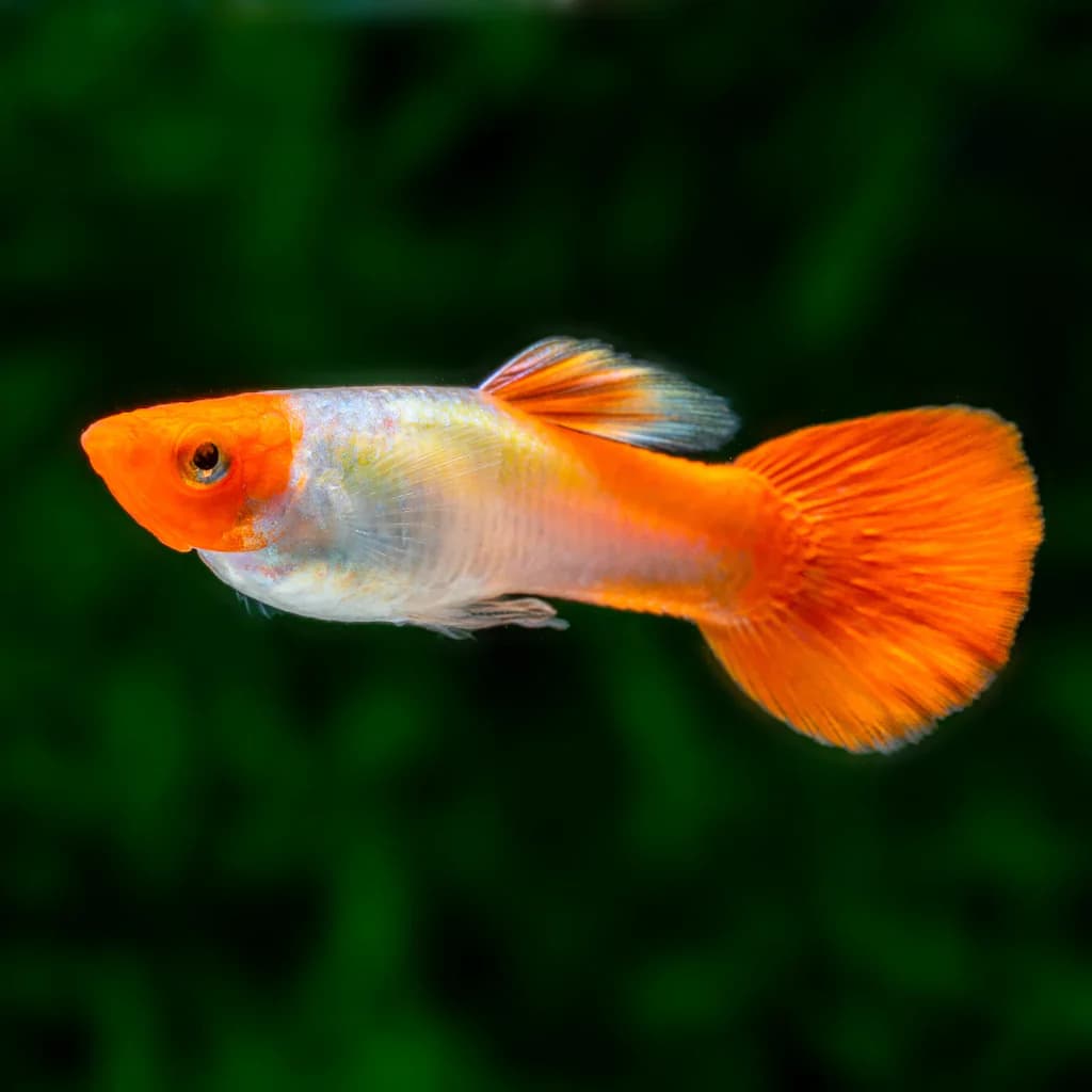 Guppy
