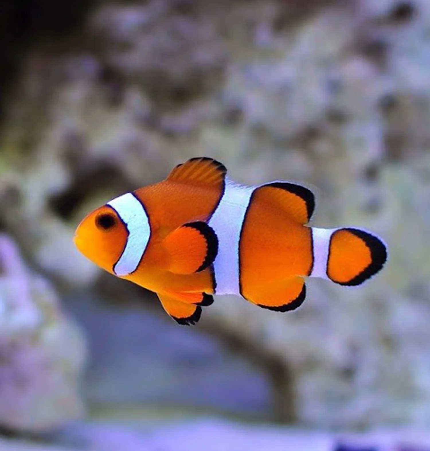 Clownfish