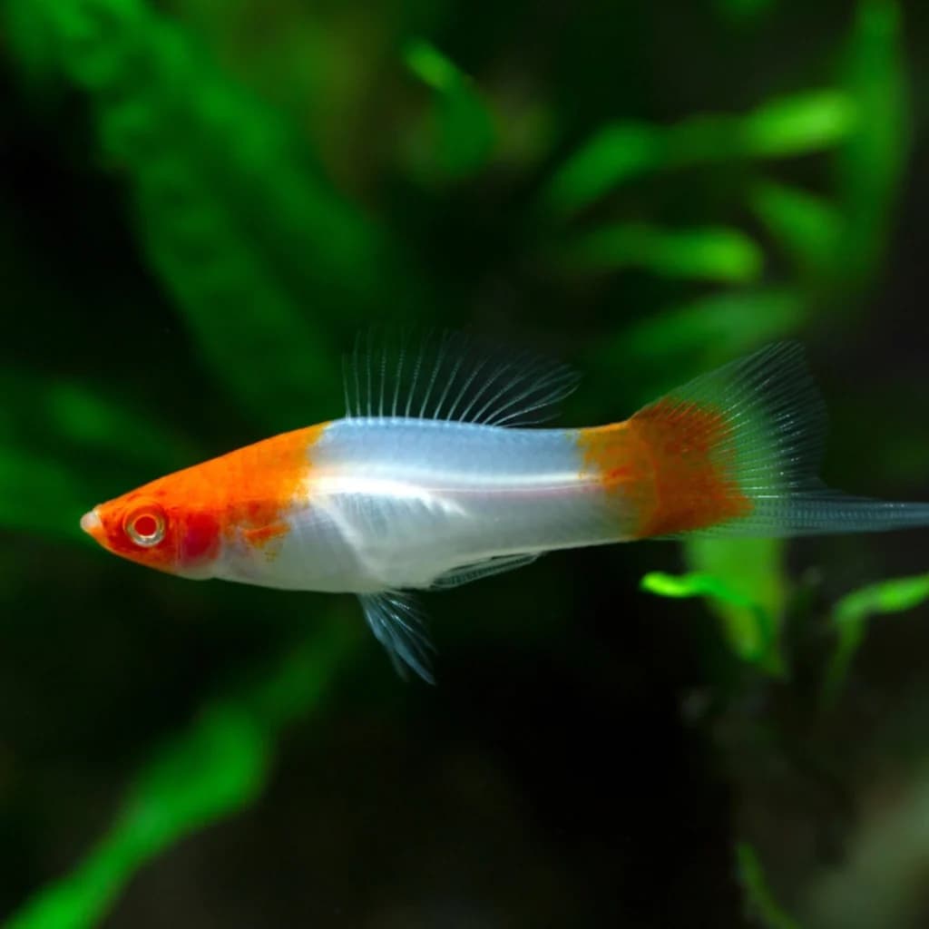 Swordtail