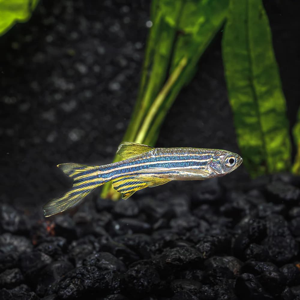 Zebra Danio