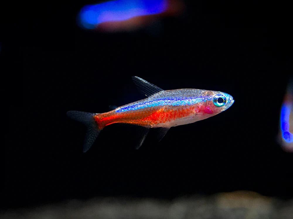 Cardinal Tetra