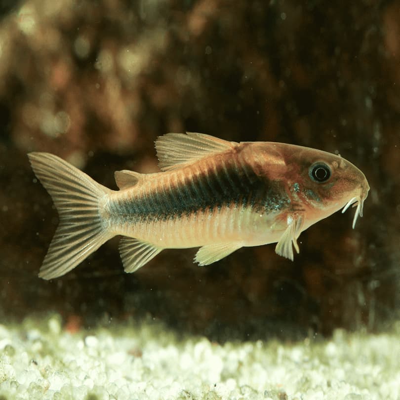Bronze Corydoras