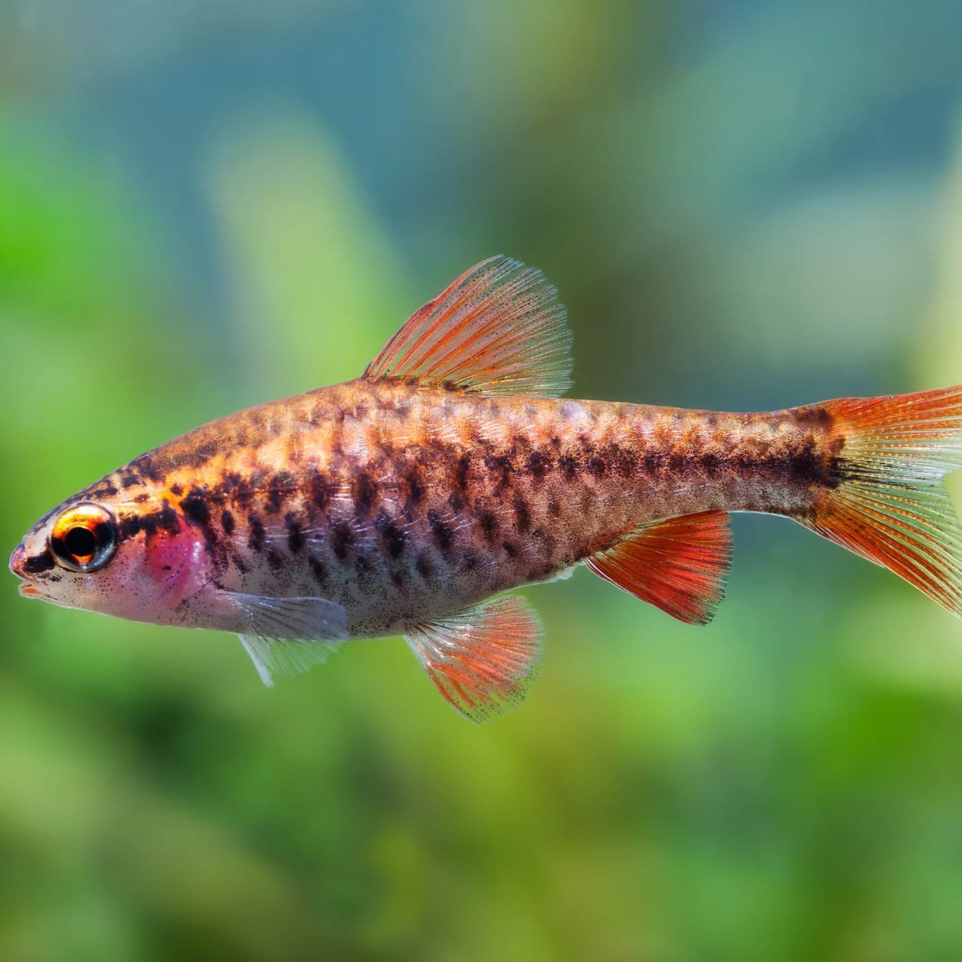 Cherry Barb