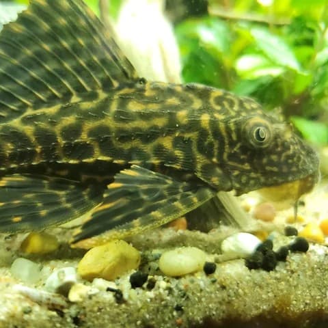Common Pleco