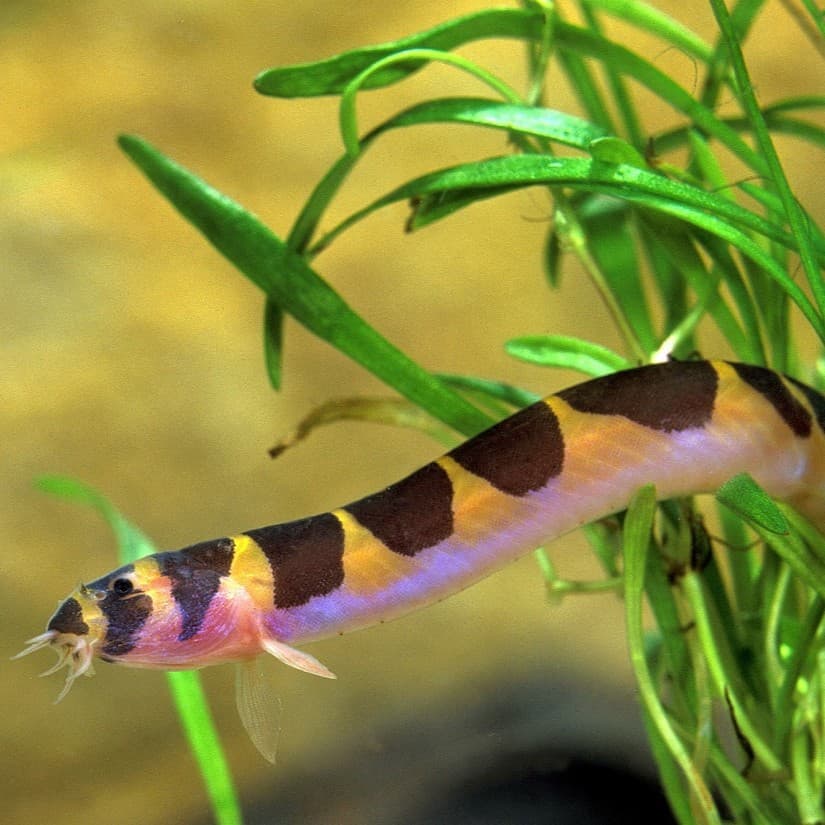 Kuhli Loach