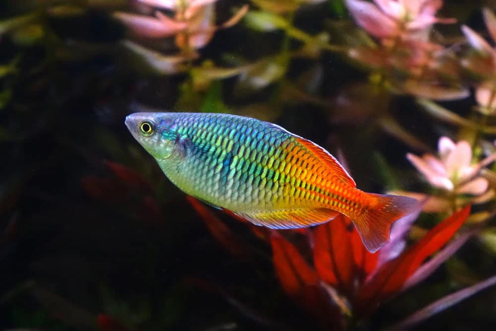 Rainbowfish