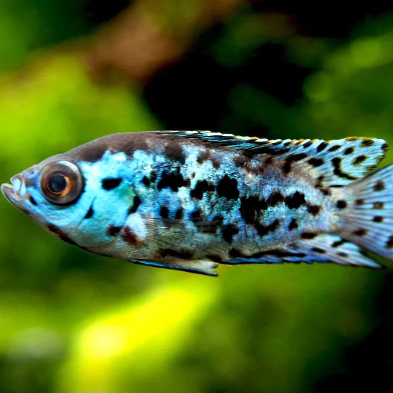 Electric Blue Jack Dempsey