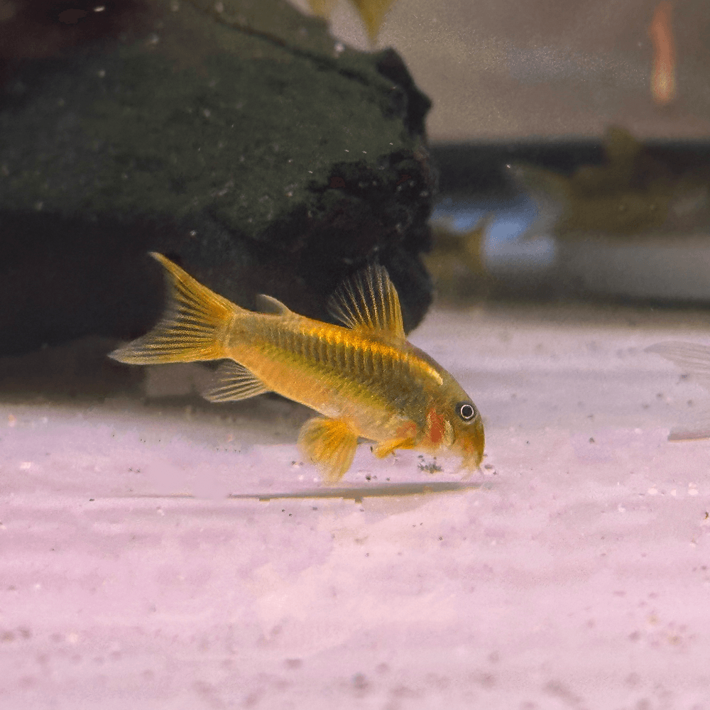 Gold Laser Cory