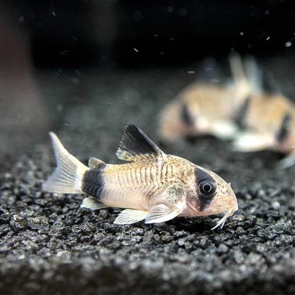 Panda Cory